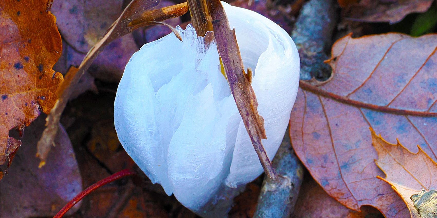 写真：シモバシラ（陣馬山）