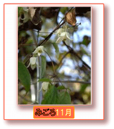 写真:冬咲きクレマチス みごろ 11月