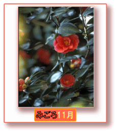 写真:カンツバキ みごろ 11月