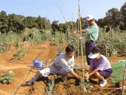 写真:市民農園のイメージ