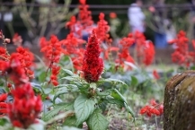 サルビアの中に咲くケイトウの拡大写真を表示