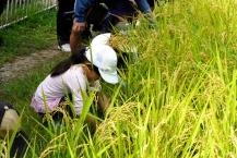 頑張って・・稲かり(相模川ふれあい科学館)の拡大写真を表示
