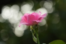 相模湖地区の拡大写真を表示