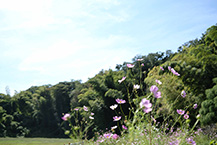 緑区川尻のコスモス(2025年9月撮影分)の拡大写真を表示