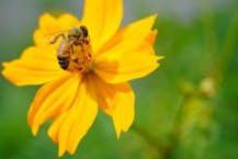 コスモスとミツバチ(相模緑地緑道)の拡大写真を表示