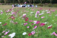 でいらぼっちの足跡花壇コスモスの拡大写真を表示