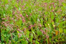 藍(城山公園)の拡大写真を表示