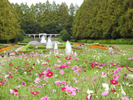 コスモス(県立相模原公園)(2025年10月撮影分)の拡大写真を表示