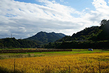 稲刈り後(内郷地区)(2025年10月撮影分)の拡大写真を表示