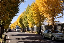 下九沢アジサイ通りの銀杏並木(2025年11月分)の拡大写真を表示