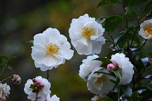 寒椿(相模湖地区)(2025年11月分)の拡大写真を表示