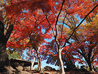 鹿沼公園12月の紅葉（2024年12月撮影分）の拡大写真を表示