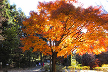 紅葉真っ盛り！（津久井湖城山公園）（2024年12月撮影分）の拡大写真を表示