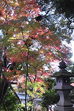 川尻八幡神社の紅葉（2024年12月撮影分）の拡大写真を表示