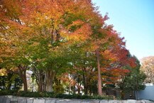 相模大野中央公園の紅葉 （2024年12月撮影分）の拡大写真を表示