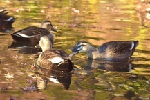 ちょっかいをかけてる鴨（相模原北公園）（2024年12月撮影分）の拡大写真を表示