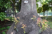 クスノキ（相模原北公園入口）の拡大写真を表示