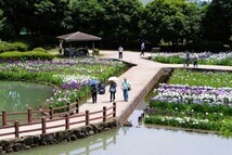 ハナショウブ(県立相模原公園)(2023年6月撮影分)の拡大写真を表示