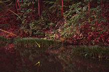 ホタル(道保川公園)(2024年6月撮影分)の拡大写真を表示