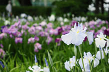 県立相模原公園内の水無月園(2024年6月撮影)の拡大写真を表示