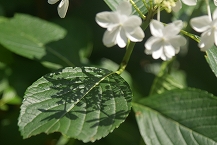 相模原北公園アジサイの拡大写真を表示