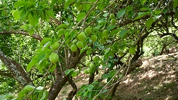 本沢梅園 梅もぎの拡大写真を表示