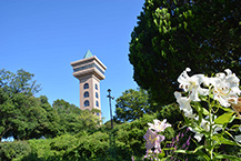 ユリ(相模原麻溝公園)(2025年7月撮影分)の拡大写真を表示