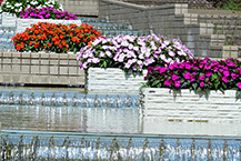 水とインパチェンス(相模原北公園)(2025年7月撮影分)の拡大写真を表示