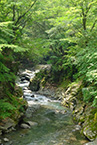 緑の早戸川渓谷(2025年7月撮影分)の拡大写真を表示