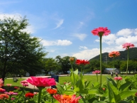 百日草(津久井湖城山公園水の苑地)の拡大写真を表示