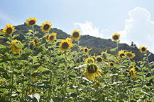 ヒマワリ(津久井湖花の苑地)(2025年8月撮影分)の拡大写真を表示