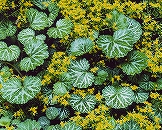 「初夏の装い」阿部 トミ子(神奈川県)の写真