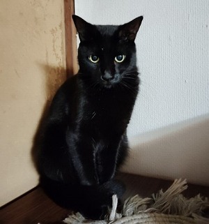 保護猫ピオニーちゃん