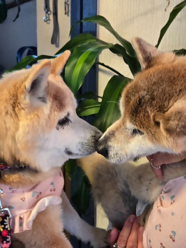 優秀賞「19歳と18歳の仲良しさん。また遊ぼうね」の写真