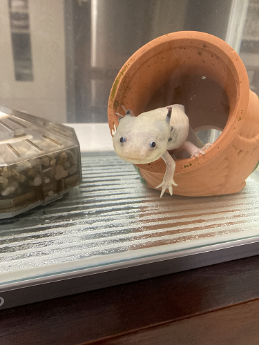 優秀賞「水替え後のウーパールーパー」の写真