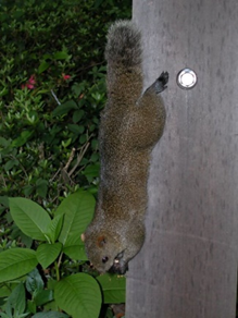 クリハラリス 写真