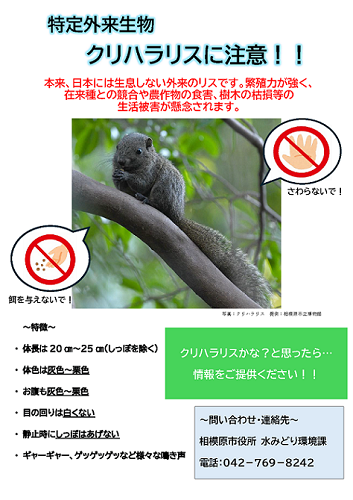 クリハラリス ポスター