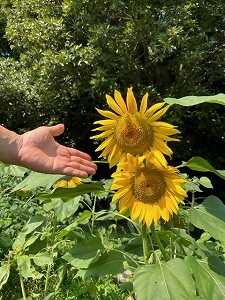黄色いひまわり 写真
