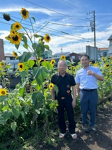 背の高いひまわり 写真