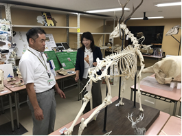シカの骨格標本 写真