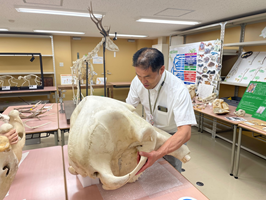 ゾウの頭の骨格標本 写真