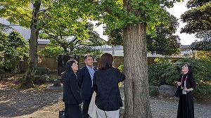 宝光寺の銀杏の木 写真