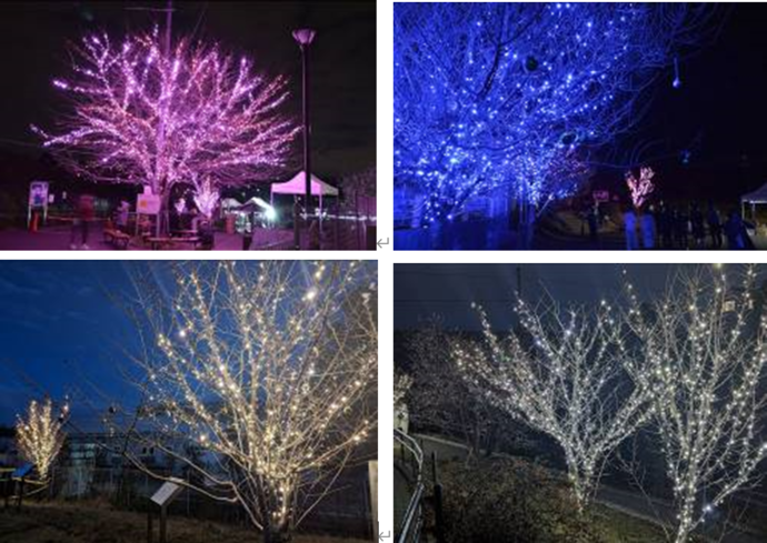 4色のLEDが輝くサクラ 写真