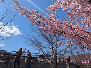 ひこうき雲 写真