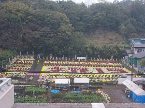 赤いざる菊の「祝15」 写真