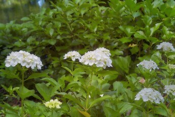 アナベル(紫陽花)写真