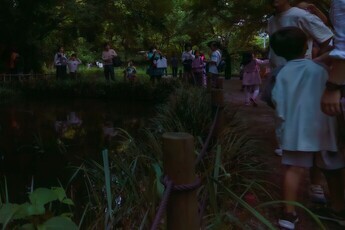 ホタル観賞(午後7時頃 いよいよホタルの飛翔かな…)写真
