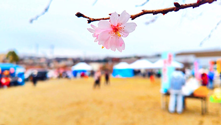 上溝さくらまつり　桜一輪