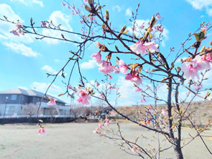3月9日 桜の様子