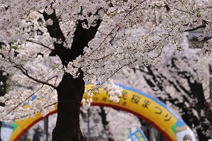 桜まつり 写真